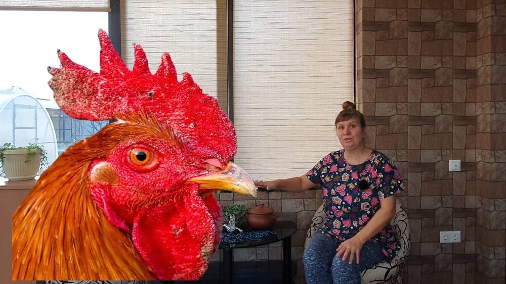 Берегите свою птицу от этой болезни! Неусмотрев, можно потерять все ...