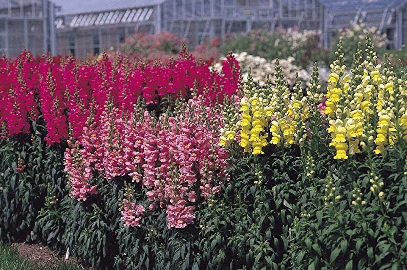 Львиный зев или Собачки. Фото из открытого источника  trizio.ru