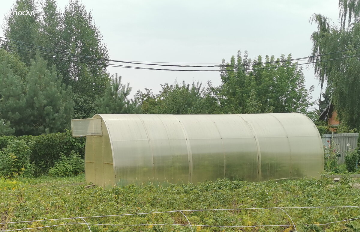 Соседская теплица (фотографировала другое, она просто в кадр попала). Теперь только фото на память осталось.