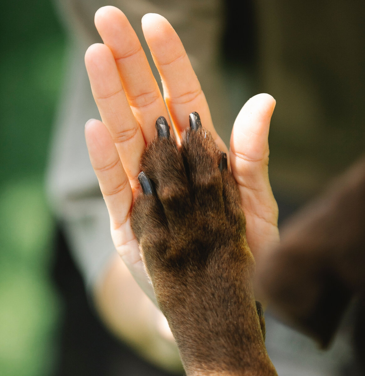  Когтерезы бывают трёх видов: гильотина, ножницы и кусачки