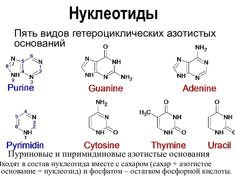 Какие из нуклеотидов входят в состав днк. Структура азотистых оснований нуклеозидов и нуклеотидов. Пуриновые основания и пиримидиновые основания. Нуклеотид структурная формула. Пуриновые и пиримидиновые основания ДНК.