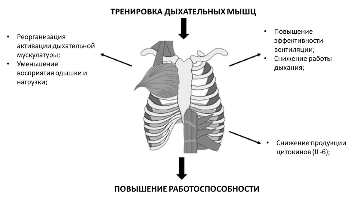 Группы дыхательных мышц. Дыхательные мышцы. Основные дыхательные мышцы. Дыхательные мышцы спины. Дыхательные мышцы птиц.