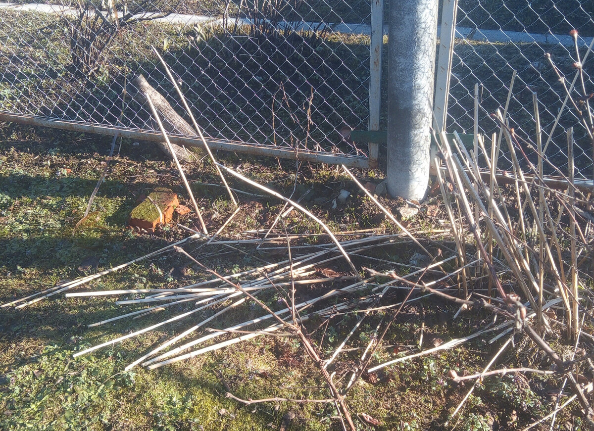 Это то, что от растений топинамбуров осталось к весне.