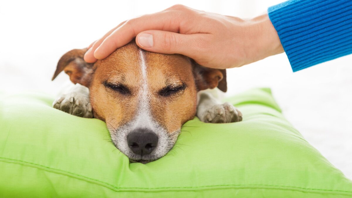 Симптомы дисбактериоза у собаки