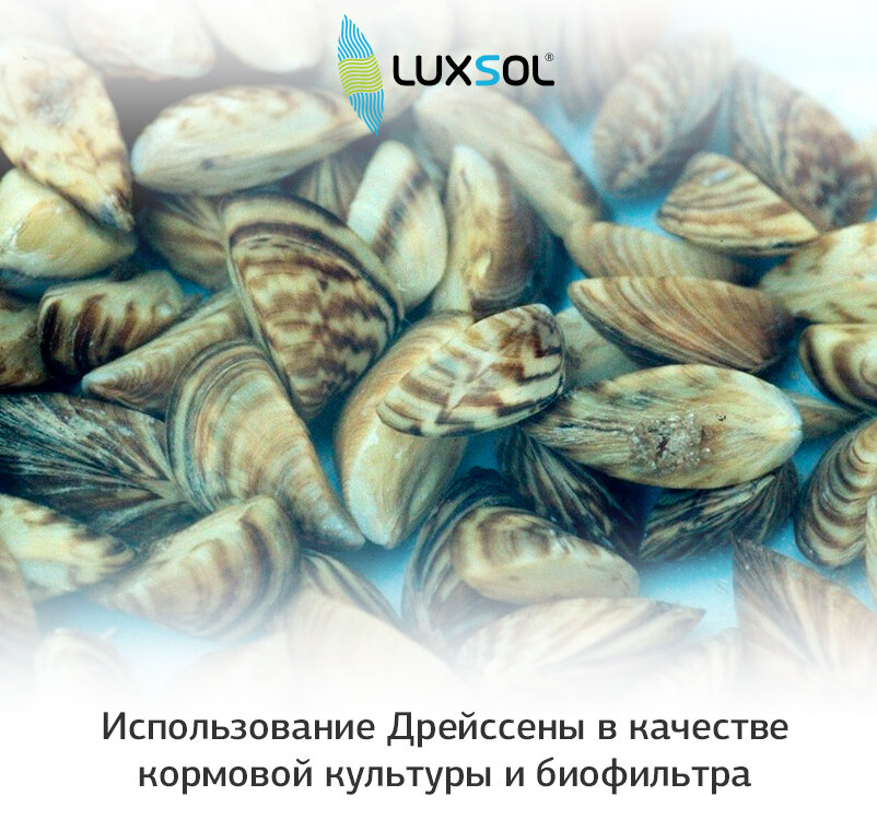 Использование Дрейссены в качестве кормовой культуры и биофильтра