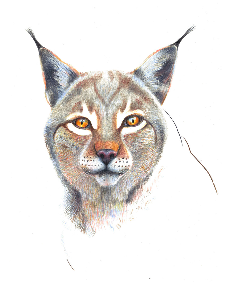 faber castlell polychromes + lyra polycolor