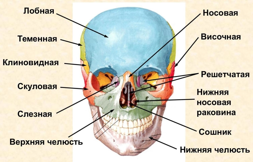 Кости мозгового отдела черепа вид спереди. Кости лицевого черепа анатомия строение. Строение костей черепа анатомия костей. Кости мозгового отдела черепа анатомия.
