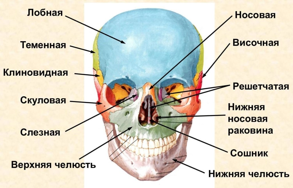 Строение костей черепа человека. Голова строение черепа. Кости мозгового отдела черепа человека. Кости лицевого черепа анатомия.