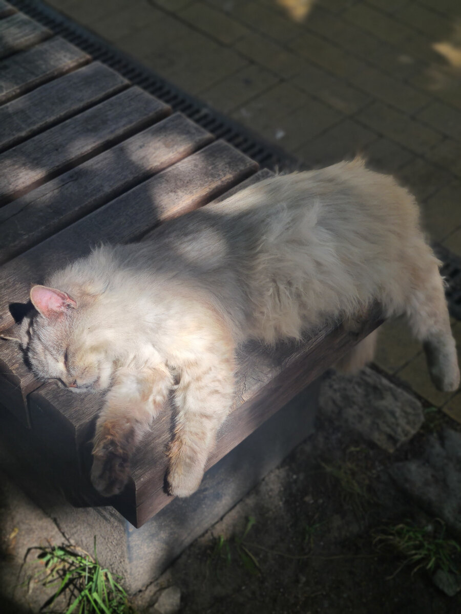 Кот