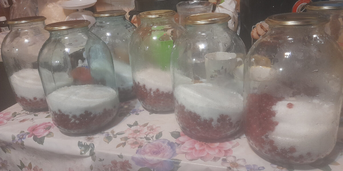 Компоты закатываю из смородины. Красной много в этом году очень