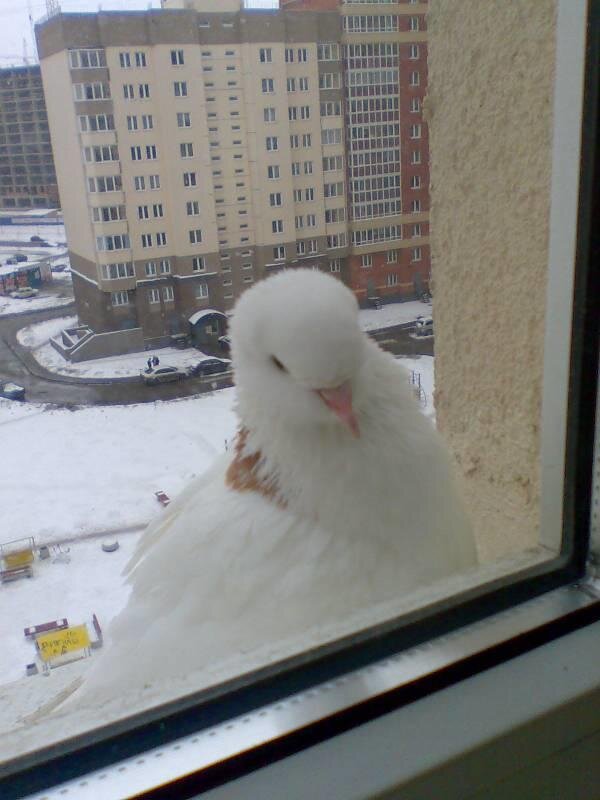 Птица врезалась в окно: примета, к которой нужно прислушаться