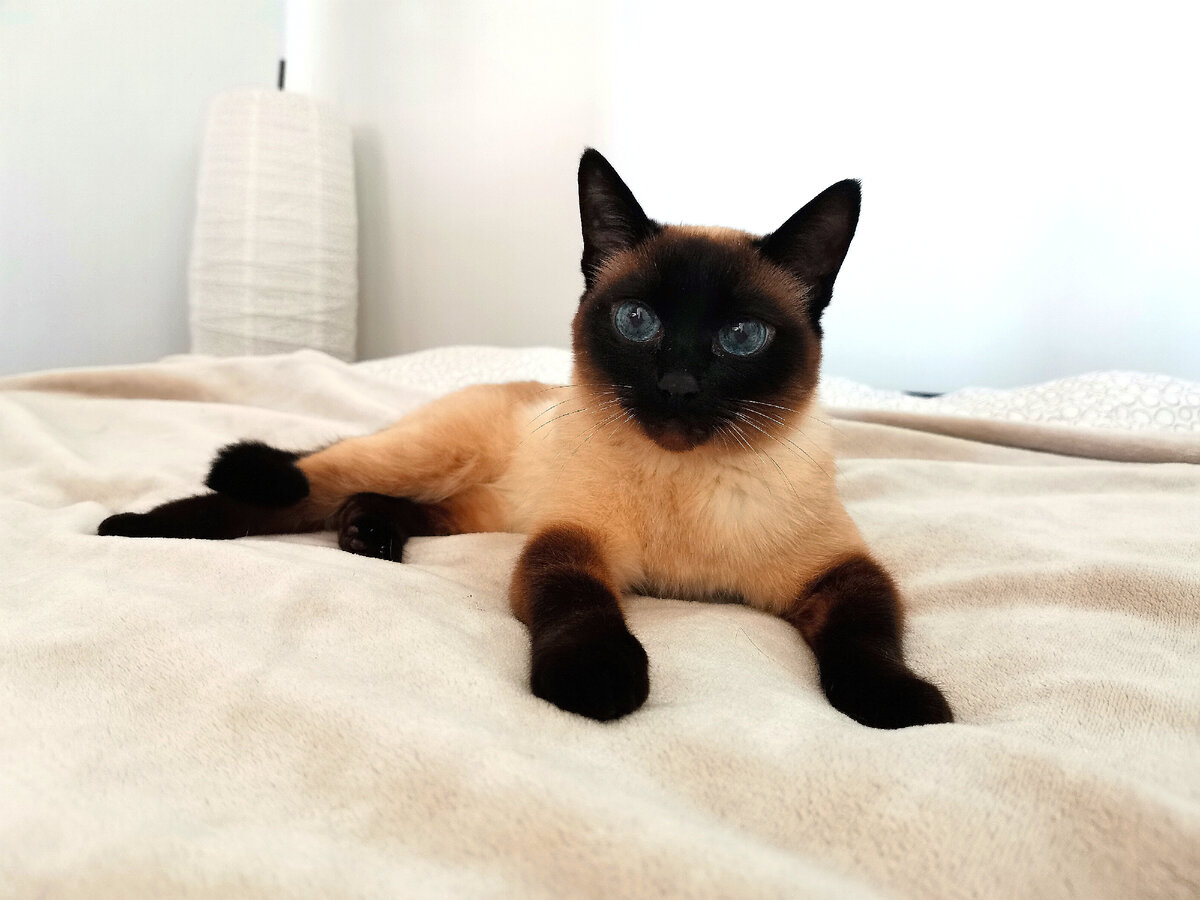 Тайская кошка Бузя. Фото автора