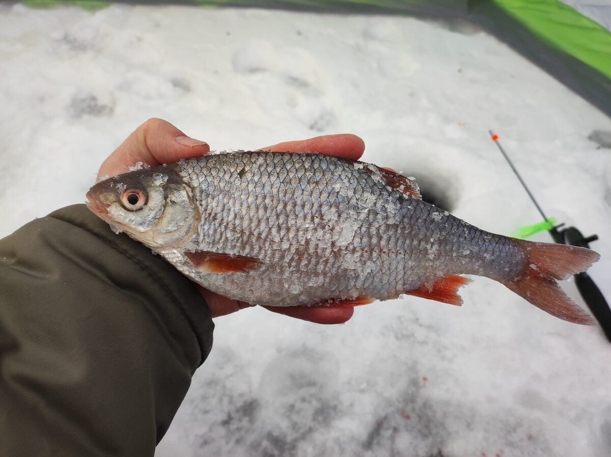 Донная снасть для ловли карпа, леща, карася.Рыбалка.Fishing