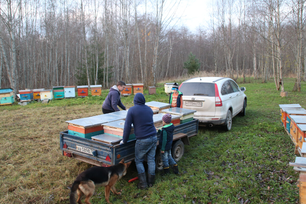 Перевозка пчел в зимовник