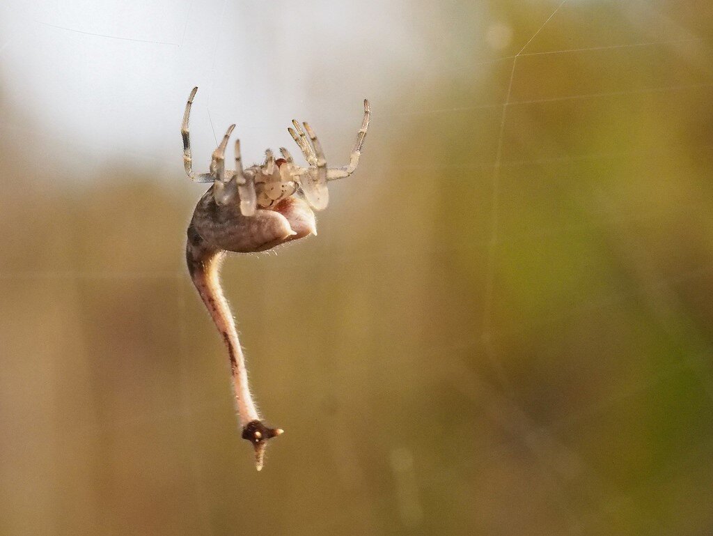 Скорпионохвостый паук (Arachnura higginsi) – не быть, а казаться. |  Paleo-end-arthropods (Доисторическая фауна и членистоногие) | Дзен