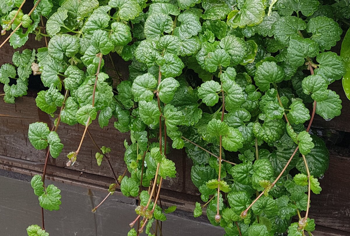 Будра плющелистная. Фото автора