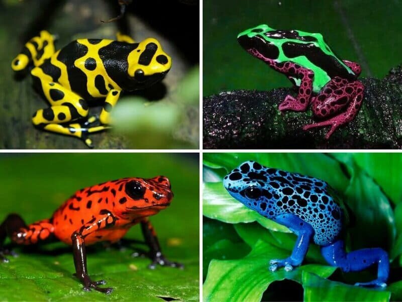 Лягушка древолаз имеет разную расцветку. Источник Яндекс картинки.