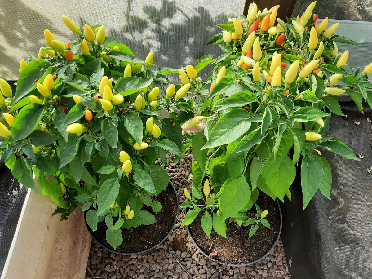 Вот мой перчик, вырастила в горшках, как нибудь расскажу о нем