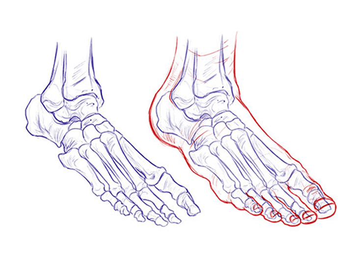 Анатомия кости референс ноги. Кости стопы анатомия. Кости стопы Академический рисунок. Анатомия стопуреференс.