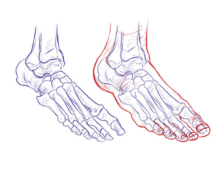 Анатомия кости референс ноги. Кости стопы анатомия. Кости стопы Академический рисунок. Скелет стопы анатомия.