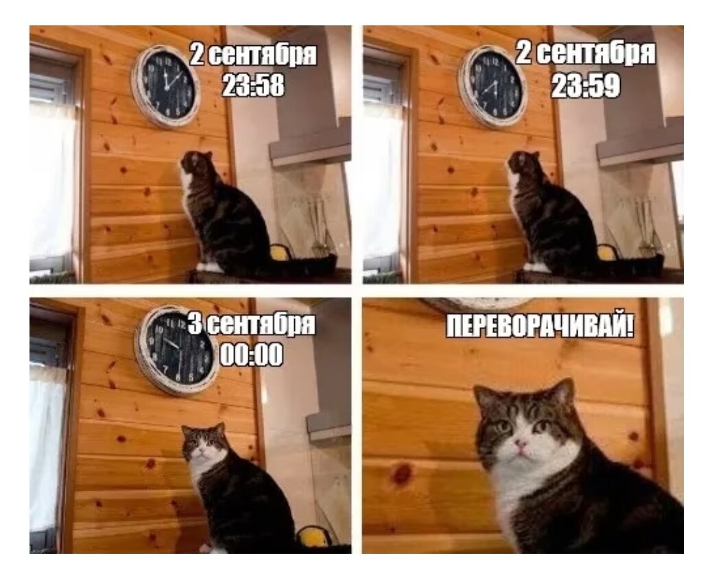 Мемы с котом