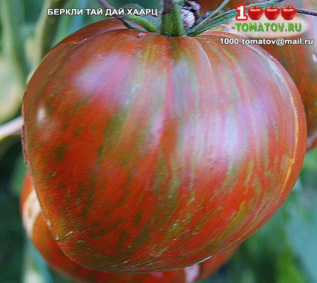 Томат Беркли Тай Дай Хаарц Berkeley Tie Dye Heart  фото 1