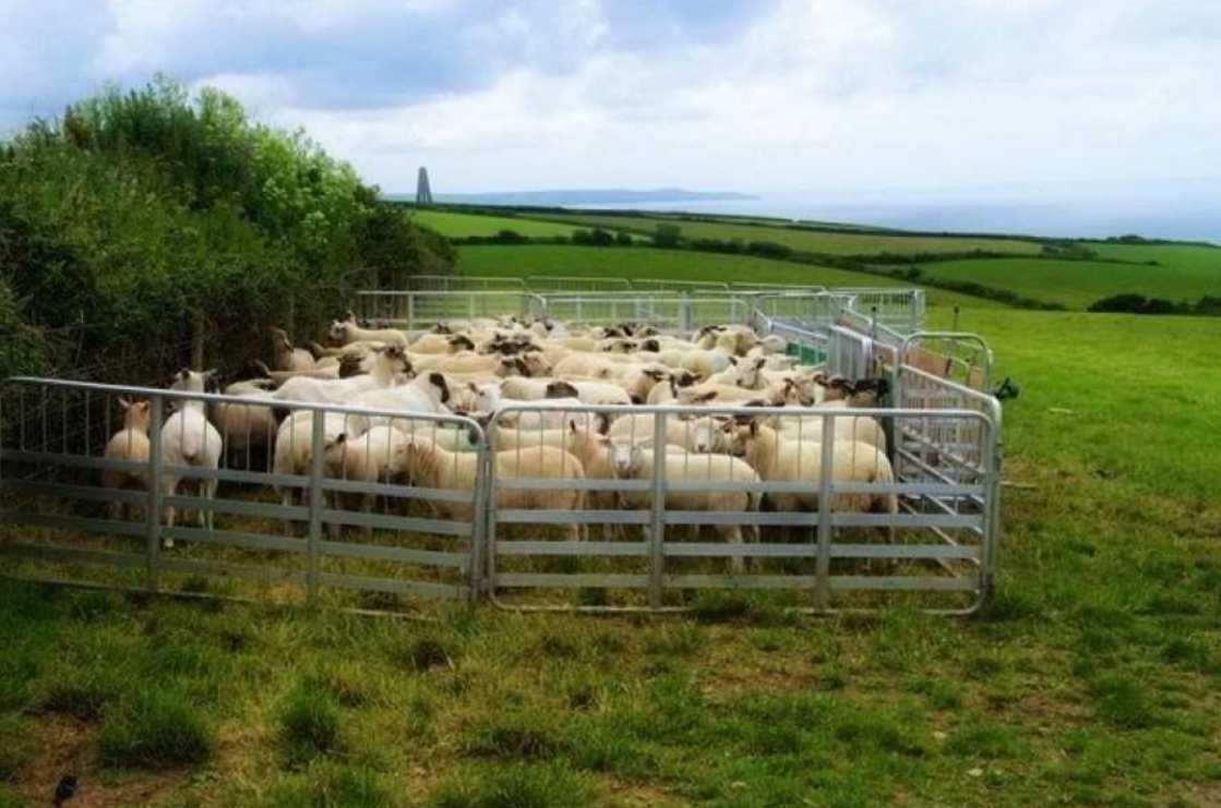 Что такое загон. Овчарня загон для овец. Загон овец в кошару. Летний загон для овец. Загородка для овец.