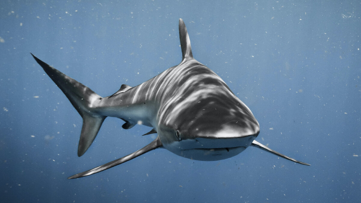 Акулы в тайланде пхукет нападения. Гигантская китовая акула. Тёмная акула. Акулы в тайланде 2023. Рифовая акула тайланд.