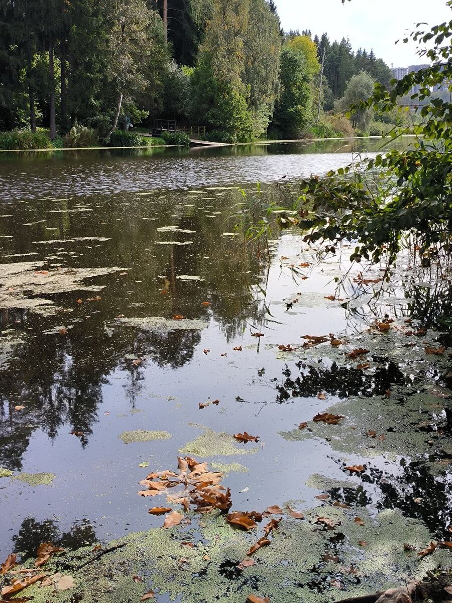 Где-то там была Златовласка. Фото автора.