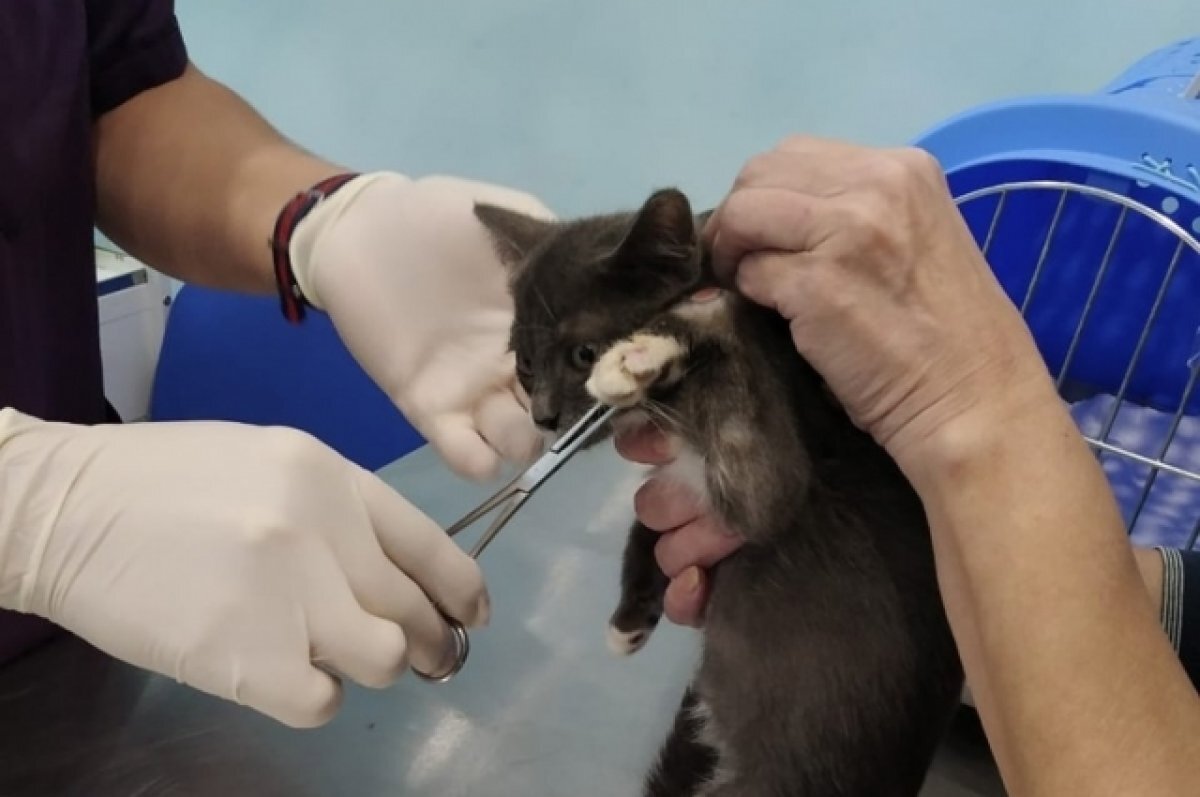    В Твери котёнка с тяжелой травмой лапы выбросили умирать в подвал