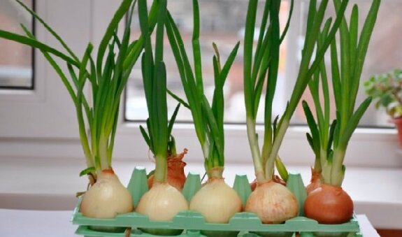 сад и дача, полезные советы, кухня, лук, садоводство, правильное питание, лайфхак