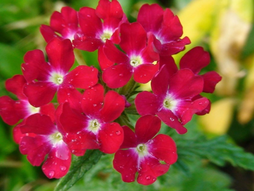 Вербера фото цветов на клумбе