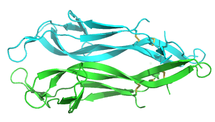 Молекула Фактора ростан нервов