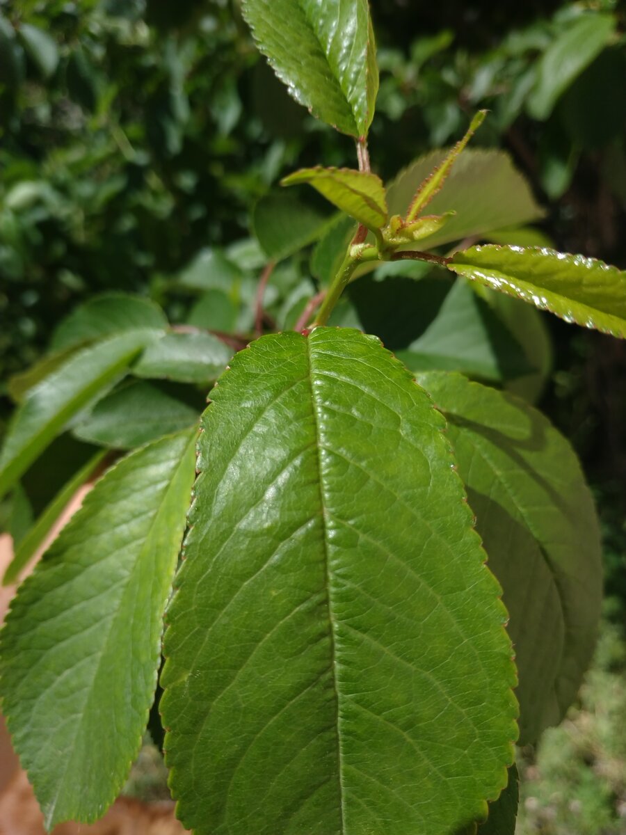 Листья черешни Желтун