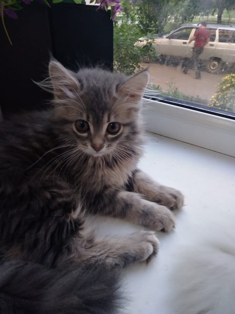 Я удивляюсь, когда вижу,что у котов шерсть торчит между пальцами