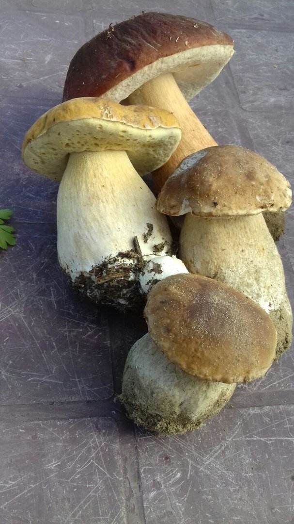 Где найти грибы в Раменском районе? Когда их собирать и как их лучше .