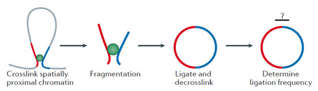 Принцип лигирования по сближенности в С-методах. Показан небольшой участок генома, в котором есть петля, поддерживаемая неким белковым комплексом (зеленый шарик). Пространственно сближенные рестриктные фрагменты (красный и синий участки генома) с большой вероятностью сшиваются между собой в ходе процедуры. В дальнейшем количество продуктов сшивки оценивается тем или иным способом.