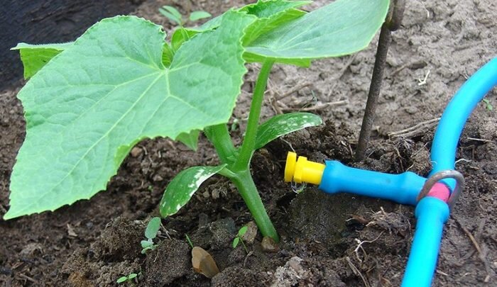 фото из google картинок, для иллюстрации