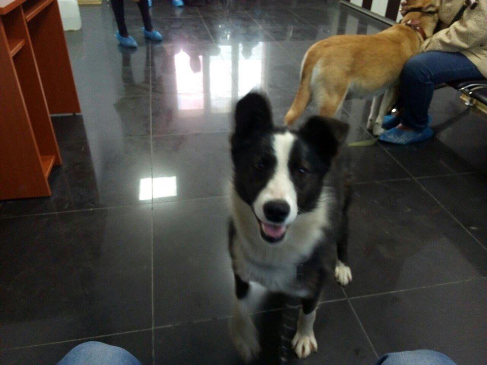 Фото волонтёра Светланы Файзель, в ветклинике - готовимся к рейсу. 