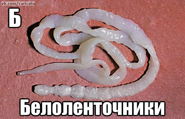 Белоленточники