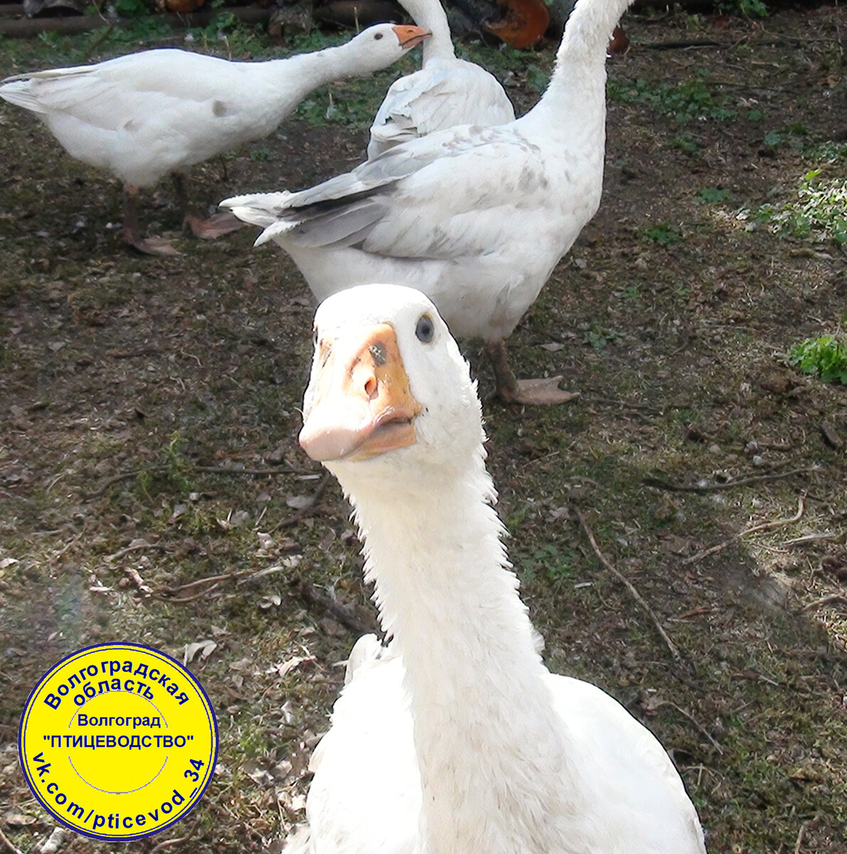 Гуси: Датский легарт. Птицеводство Волгоград
