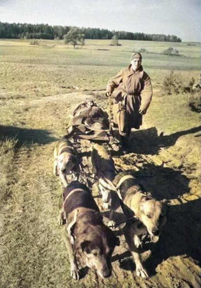 Санитар вывозит раненого с поля боя на собачьей упряжке. 1941 г. Автор: Владимир Гребнев.