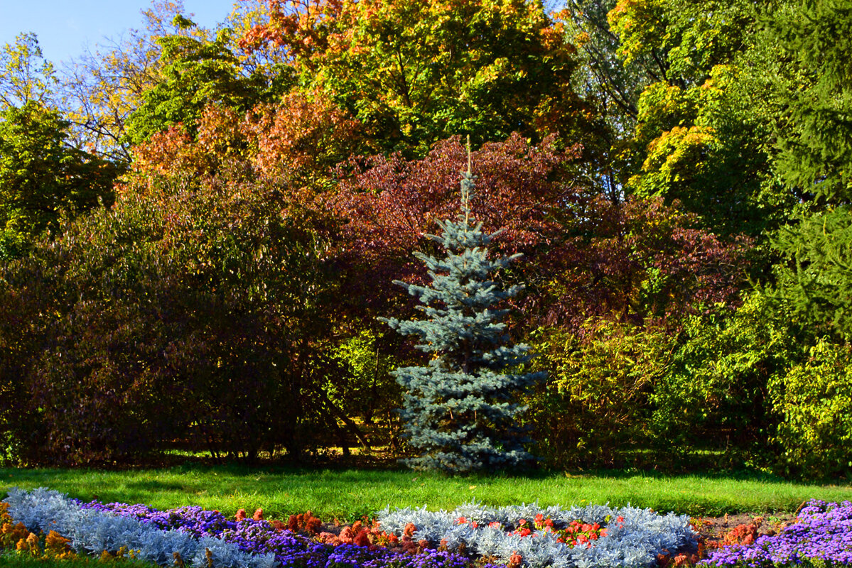 Лужайка в парке (фото Суриковой Ю.В.)