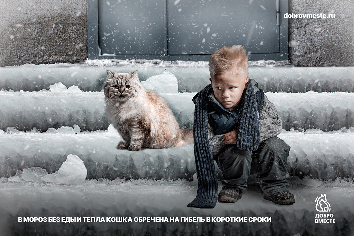 Холодно в городе без тебя. Социальная реклама животные. Социальная реклама про животных. Социальная реклама бездомные. Социальная реклама про бездомных животных.