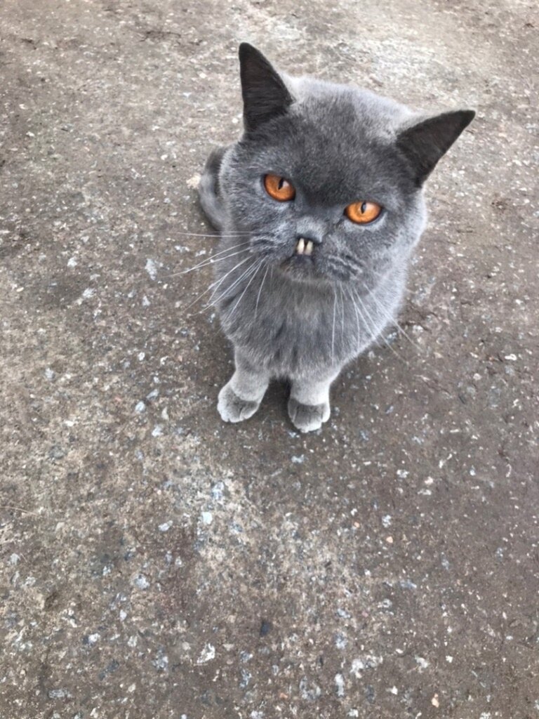 Кота назвали Беззубик