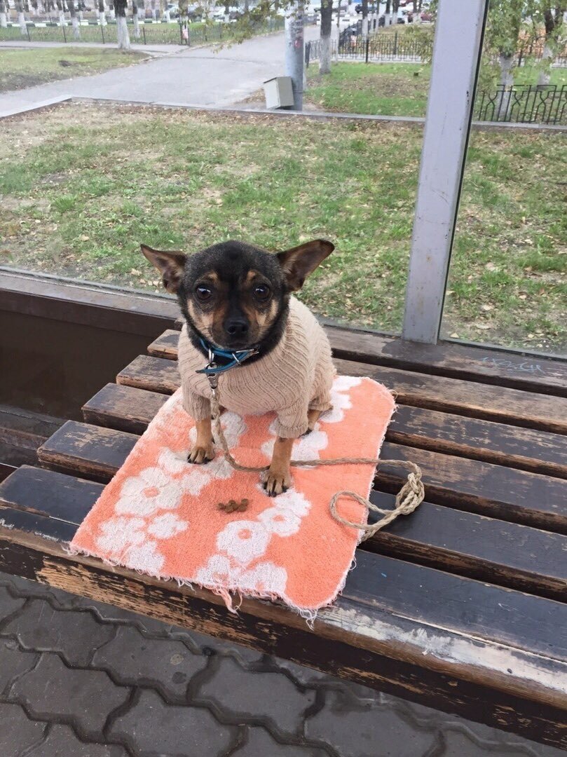 Шуня. Источник: Яндекс по запросу, доступ свободный.