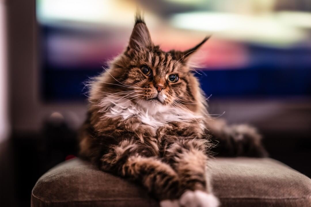 Мейн-кун. Фото: https://www.instagram.com/rodder13/