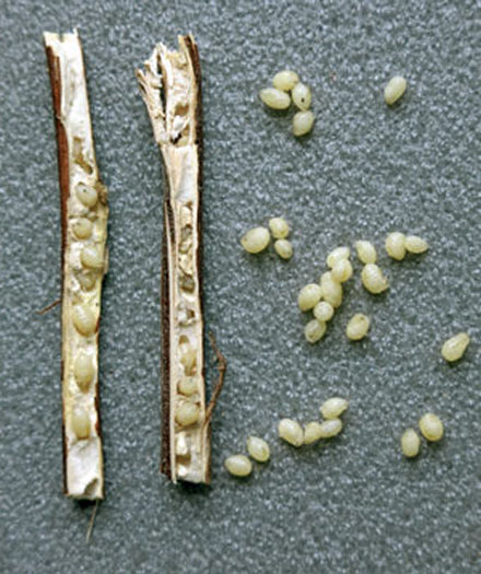  Источник фото Яндекс картинки 