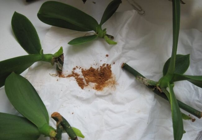 Рекомендации, как отделить детку Орхидеи от материнского растения
