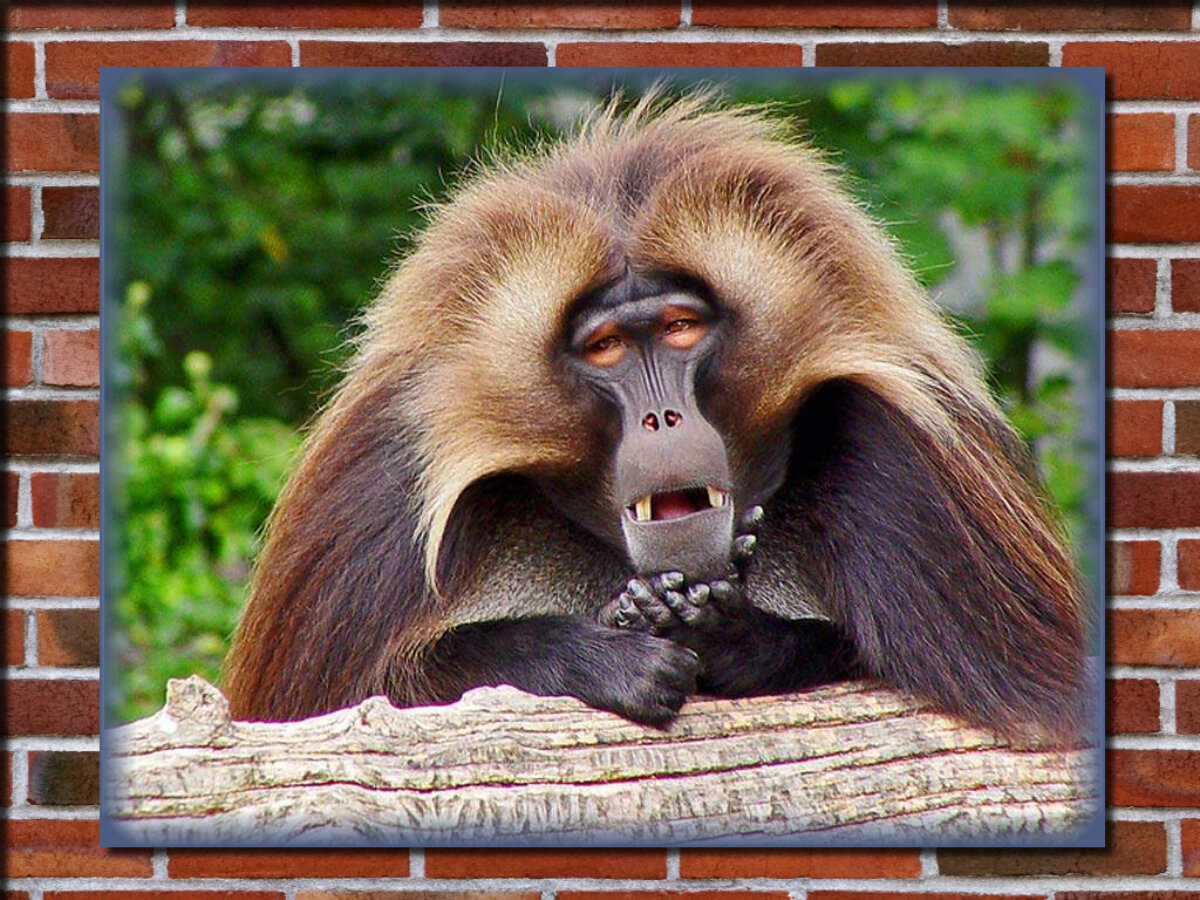 Бабуины относятся к высокоинтеллектуальным приматам, чьи навыки социализации и склонность к обучению лишь немногим меньше, чем у шимпанзе.